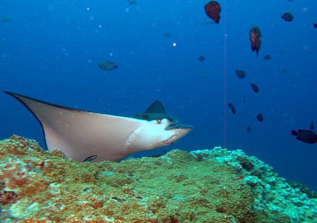 diving mauritius